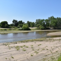 South Platte Waterfowl and Wildlife images 5