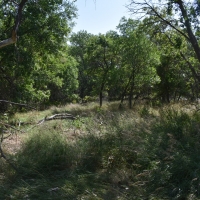 South Platte Waterfowl and Wildlife images 6