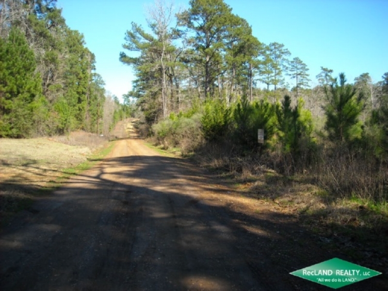 25.5 ac - Young Pine Plantation Suitable for Home Site near Toledo Bend featured image