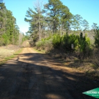 25.5 ac - Young Pine Plantation Suitable for Home Site near Toledo Bend
