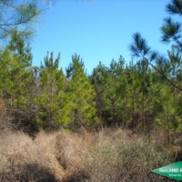 25.5 ac - Young Pine Plantation Suitable for Home Site near Toledo Bend images 2