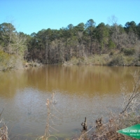 25.5 ac - Young Pine Plantation Suitable for Home Site near Toledo Bend images 3