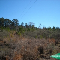 25.5 ac - Young Pine Plantation Suitable for Home Site near Toledo Bend images 4