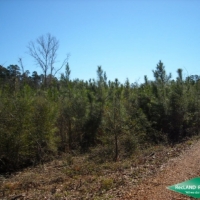 25.5 ac - Young Pine Plantation Suitable for Home Site near Toledo Bend images 5