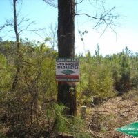 25.5 ac - Young Pine Plantation Suitable for Home Site near Toledo Bend images 6