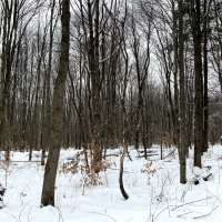 6 acres Starter Camp Florence NY images 3