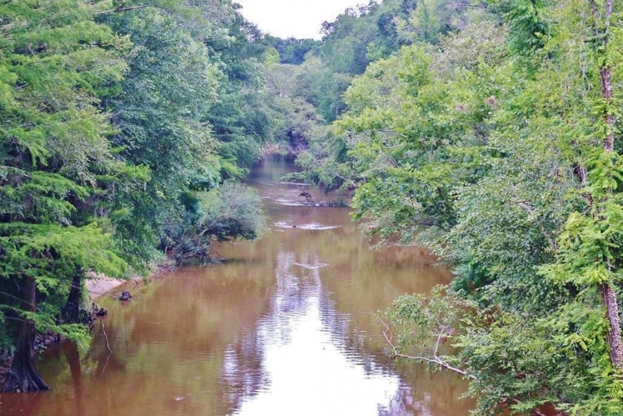 54 Acres Waterfront Timber Land for Sale Wayne County  MS featured image