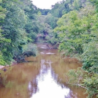 54 Acres Waterfront Timber Land for Sale Wayne County  MS