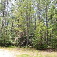 54 Acres Waterfront Timber Land for Sale Wayne County  MS images 3