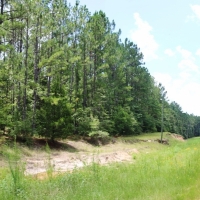 54 Acres Waterfront Timber Land for Sale Wayne County  MS images 4