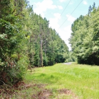 54 Acres Waterfront Timber Land for Sale Wayne County  MS images 5