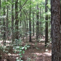 54 Acres Waterfront Timber Land for Sale Wayne County  MS images 6
