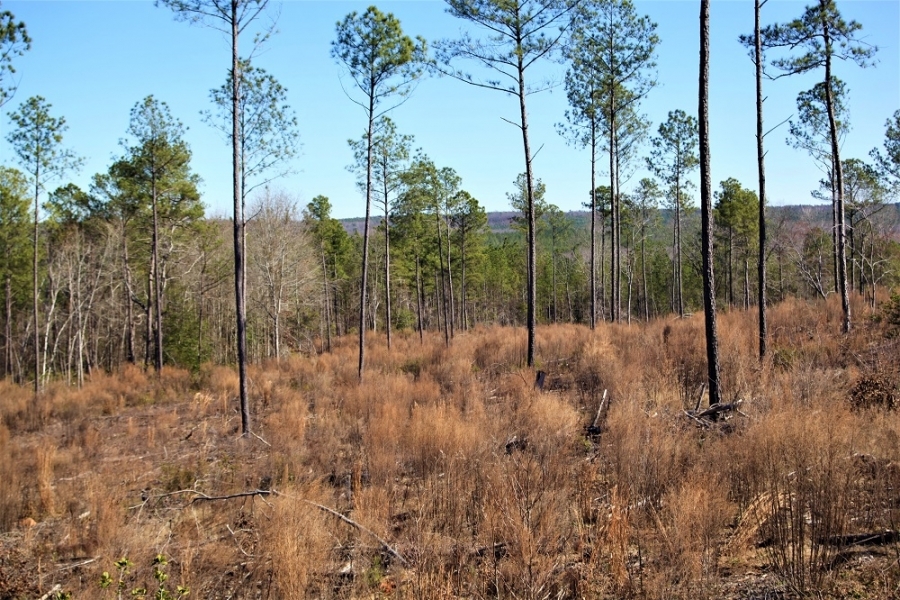 Great Recreational and Hunting Property featured image