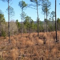 Great Recreational and Hunting Property