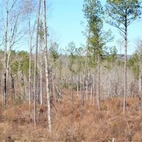 Great Recreational and Hunting Property images 3