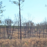 Great Recreational and Hunting Property images 4