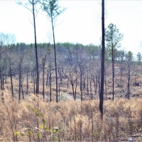 Great Recreational and Hunting Property images 5