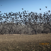 North Platte Waterfowl Haven images 2
