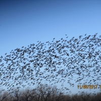 North Platte Waterfowl Haven images 4