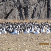 North Platte Waterfowl Haven images 5