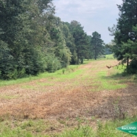42 ac - Hunting Tract with Camp - PRICE REDUCED images 3