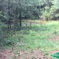 42 ac - Hunting Tract with Camp - PRICE REDUCED images 5