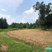 42 ac - Hunting Tract with Camp - PRICE REDUCED images 6
