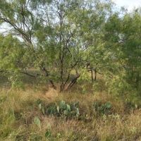 Single Day Dove Hunt Lease