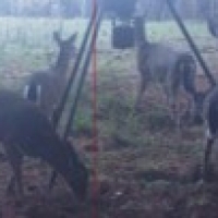 70 Acres in Leake County in Walnut Grove  MS images 3