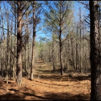 70 Acres in Leake County in Walnut Grove  MS images 6