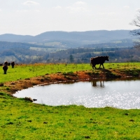 Zanoni Mills Luxury Ranch For Sale in Southern MO images 5