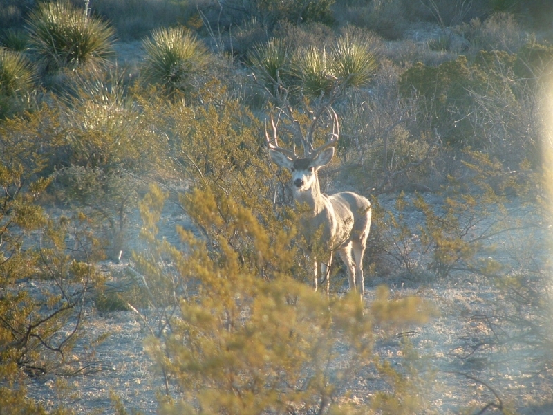 640 acre hunting ranch featured image