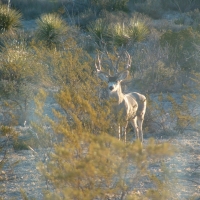 640 acre hunting ranch