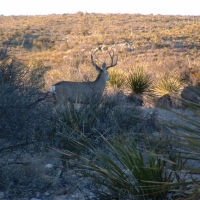 640 acre hunting ranch images 3