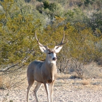 640 acre hunting ranch images 4
