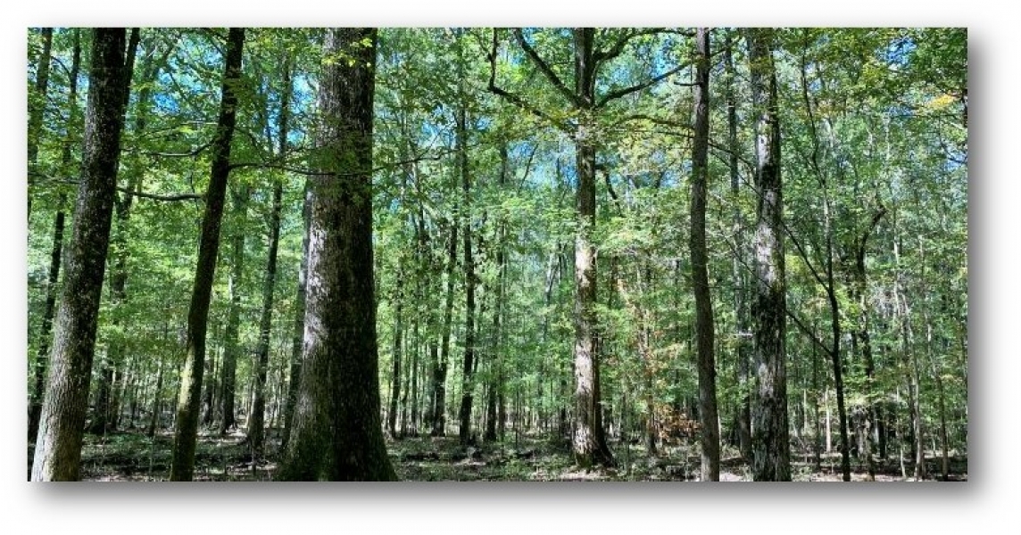 82 Acres in Oktibbeha County in Starkville MS Hunting Land for Sale