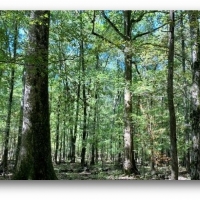 82 Acres in Oktibbeha County in Starkville  MS images 2