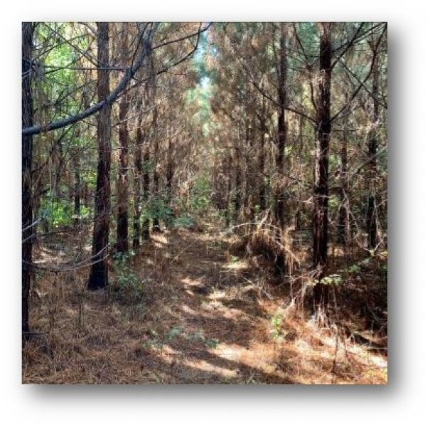 82 Acres in Oktibbeha County in Starkville MS Hunting Land for Sale