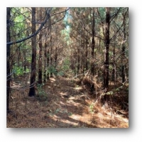 82 Acres in Oktibbeha County in Starkville  MS images 5
