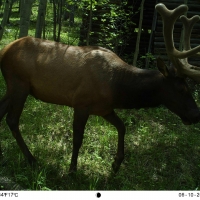 Twin Spruce Retreat