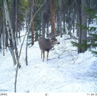 Twin Spruce Retreat images 2