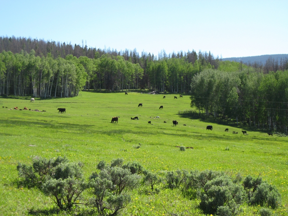 Sierra Madre Ranch featured image