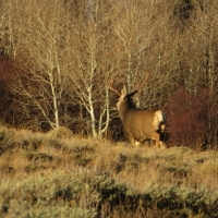 Sierra Madre Ranch images 4