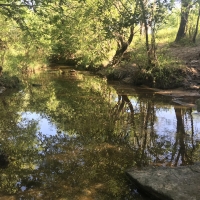 Kanopolis Creek Bottom images 2
