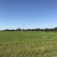 Kanopolis Creek Bottom images 6