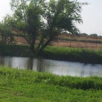 Daily and Seasonal Dove Hunting Lease on 60 acres