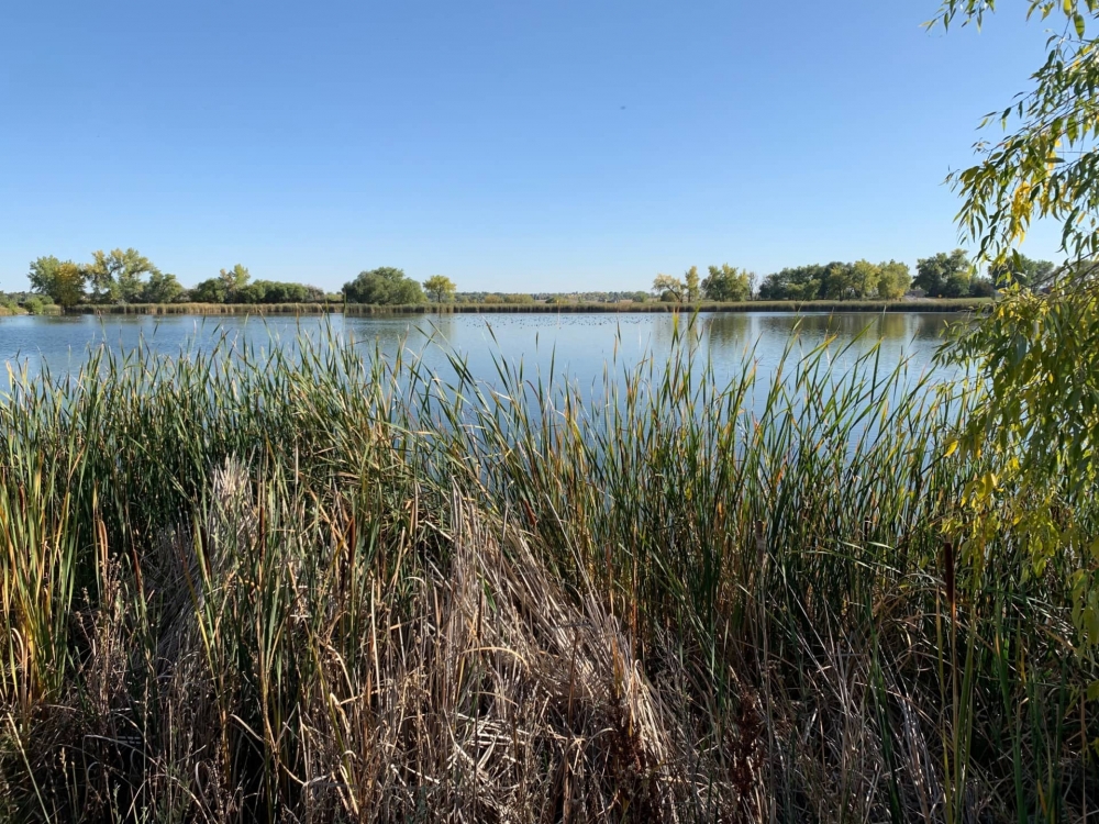 Cattail Pond featured image