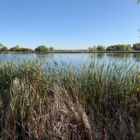 Cattail Pond