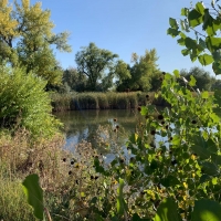 Cattail Pond images 2