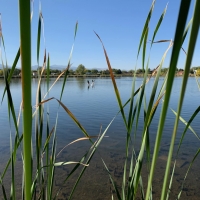 Cattail Pond images 6